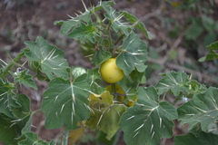 Solanum viarum